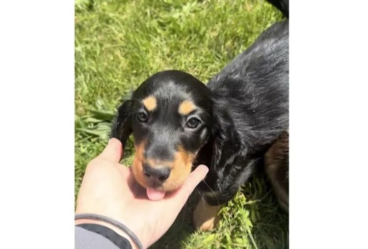 Jordach Dachshunds