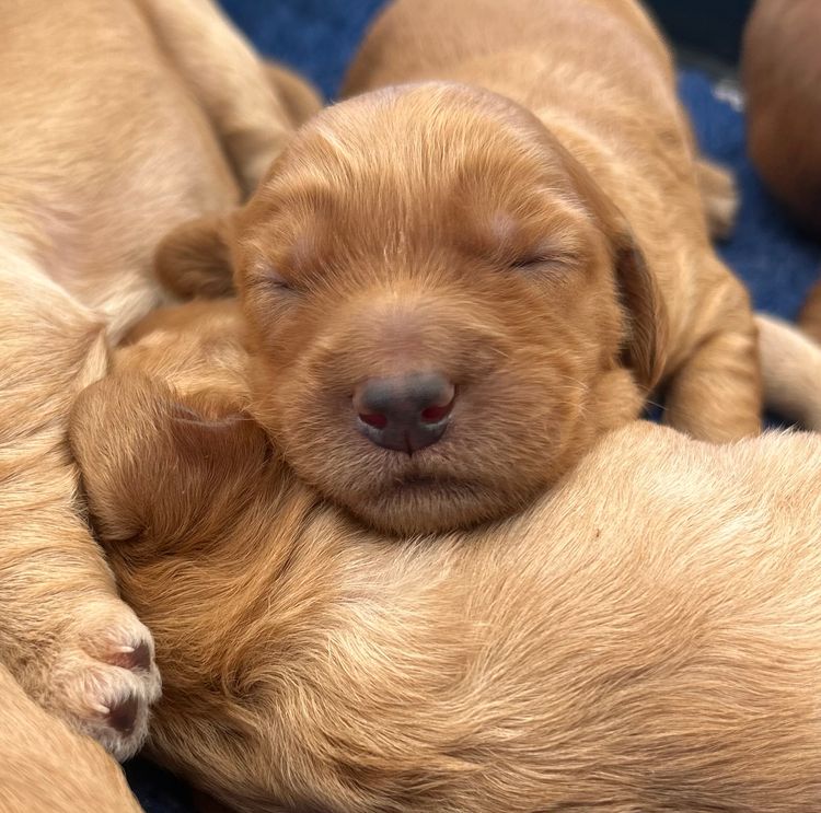 Mimi Creek Labradoodles