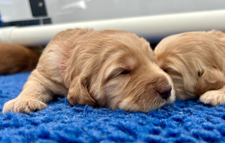 Mimi Creek Labradoodles