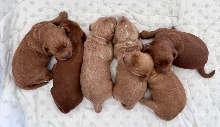 Mimi Creek Labradoodles