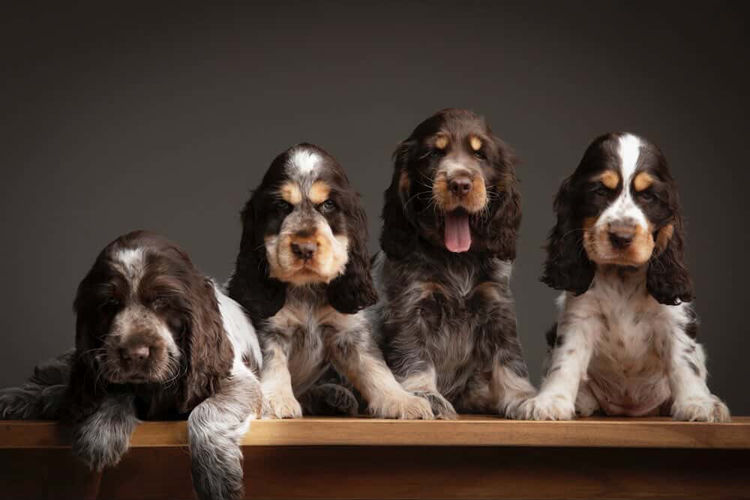 LaneSide English Cocker Spaniels