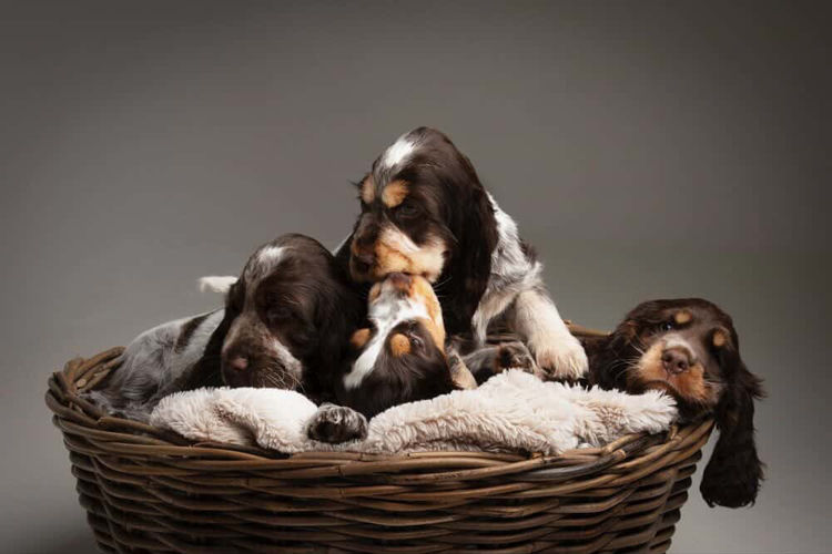 LaneSide English Cocker Spaniels