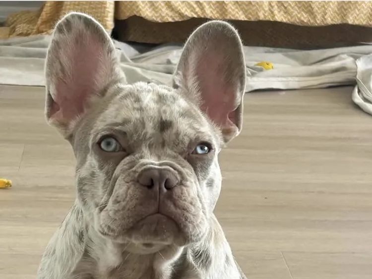 Aroha Frenchies