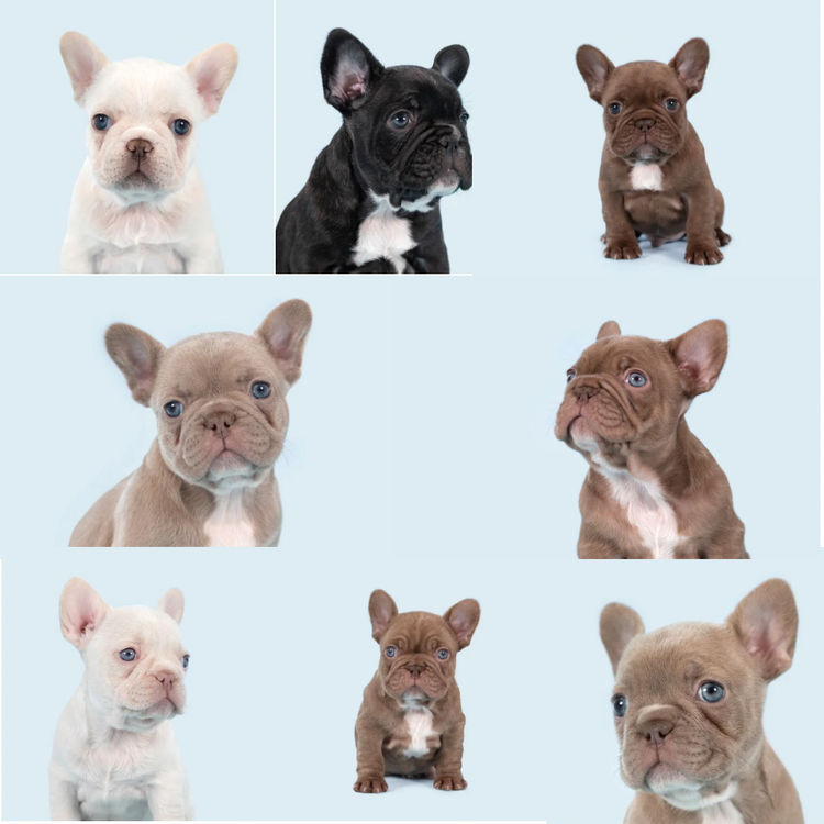 Aroha Frenchies