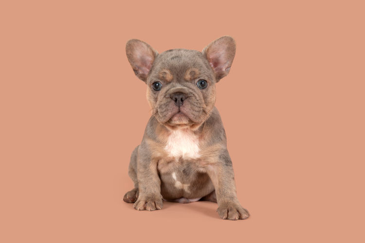Aroha Frenchies