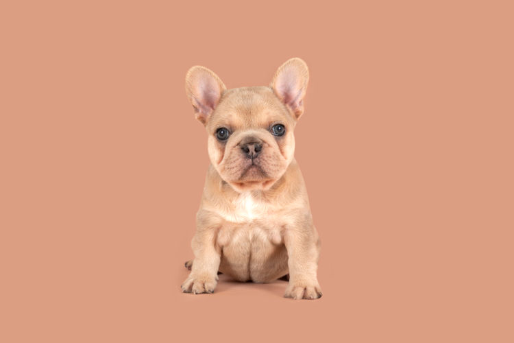 Aroha Frenchies