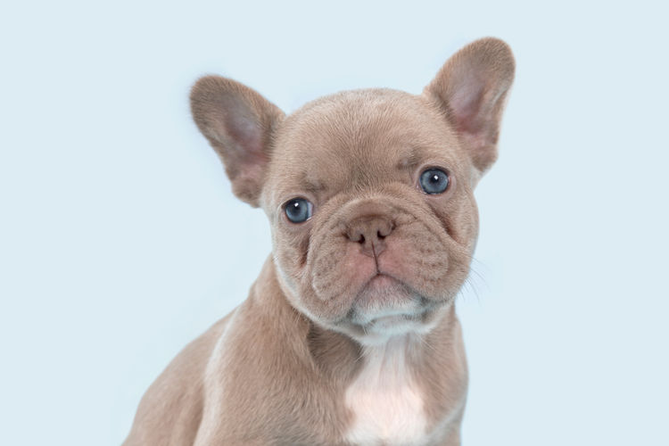 Aroha Frenchies