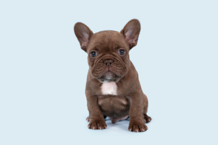 Aroha Frenchies