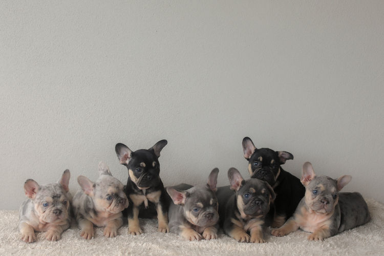 Aroha Frenchies