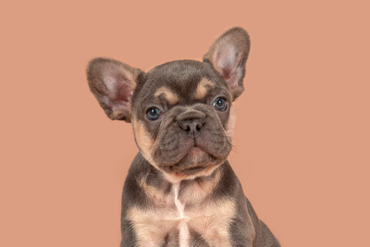 Aroha Frenchies