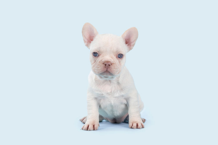 Aroha Frenchies