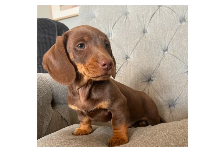 Sutton Sausages