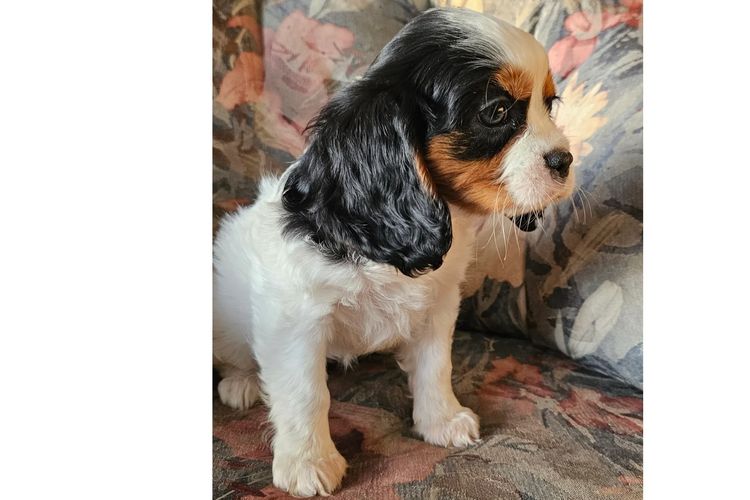 Pooleys Cavalier King Charles Spaniels
