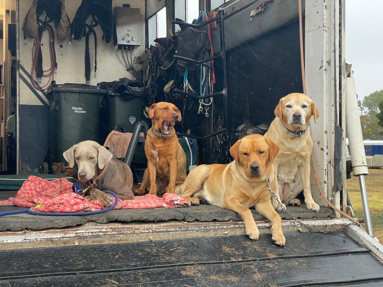 All Colour Labradors
