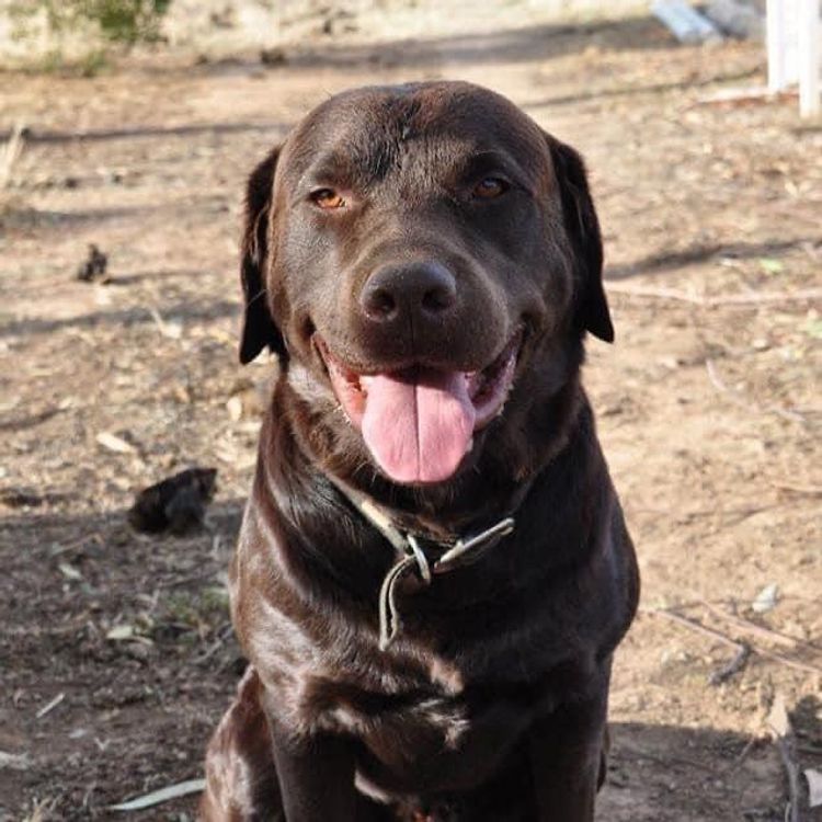 All Colour Labradors
