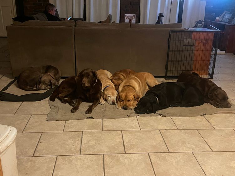 All Colour Labradors