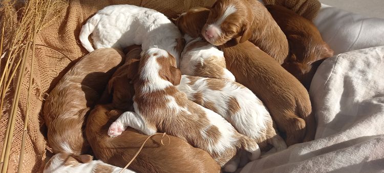 Cavoodles Tas