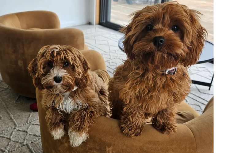 Cavoodles Tas