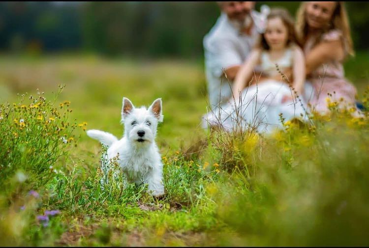Waltinga West Highland White Terriers