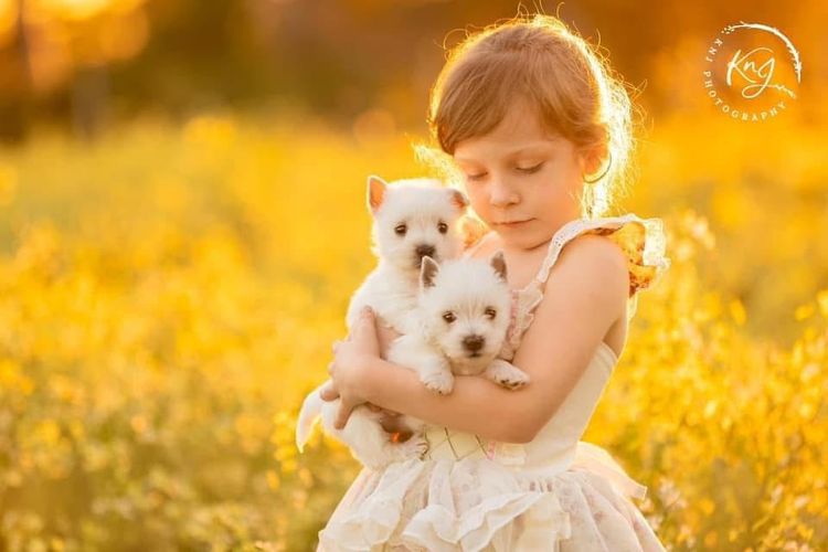 Waltinga West Highland White Terriers