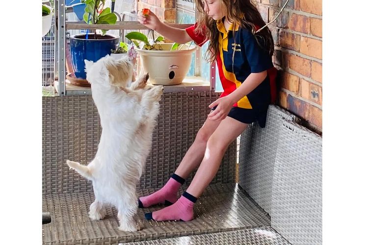 Waltinga West Highland White Terriers