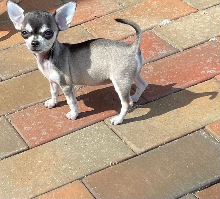 DivineChi Chihuahuas