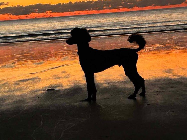 South Coast Poodles