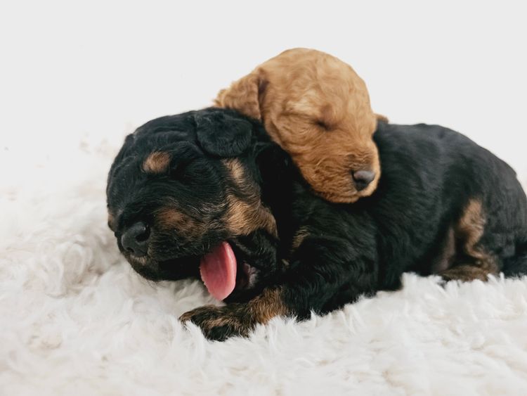 South Coast Poodles
