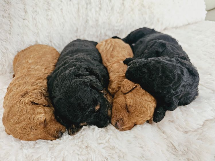 South Coast Poodles