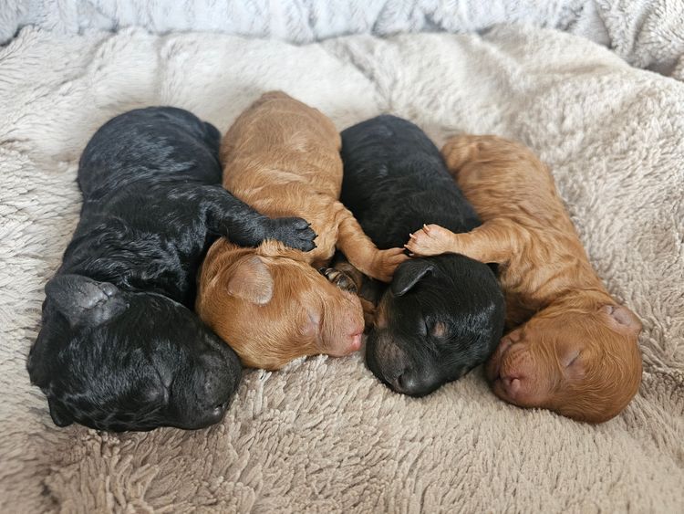 South Coast Poodles