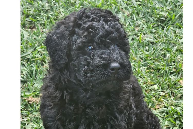 South Coast Poodles