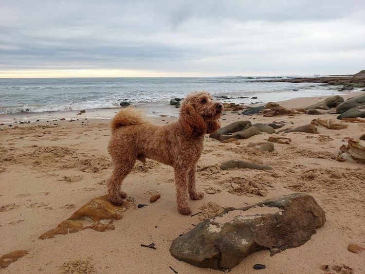 South Coast Poodles