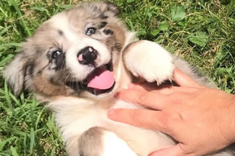 Talannach Border Collies