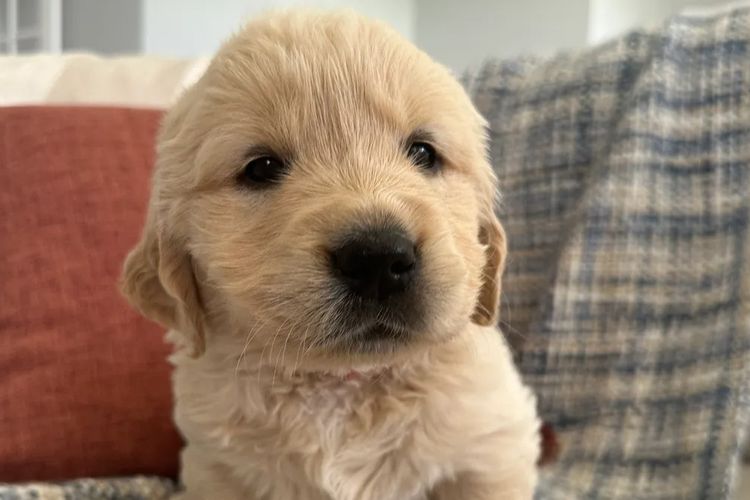 Wolki Golden Retriever