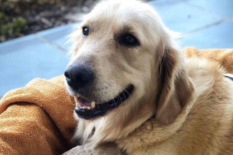 Wolki Golden Retriever