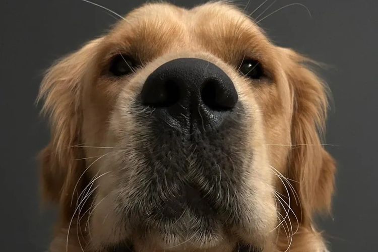 Wolki Golden Retriever