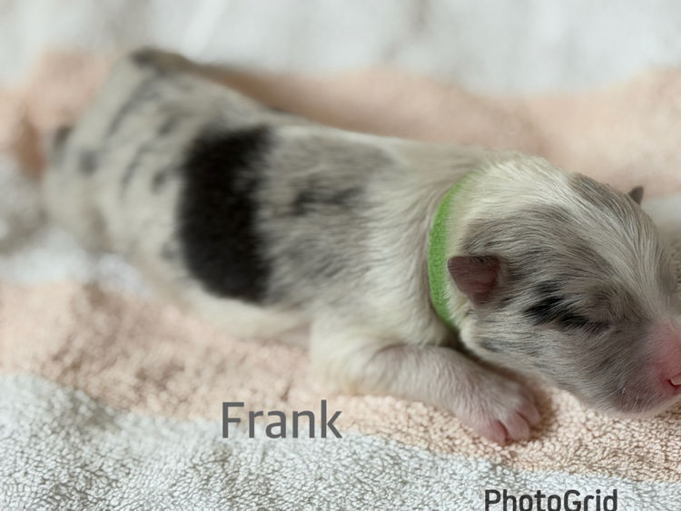 Zobella kennels - Border Collies