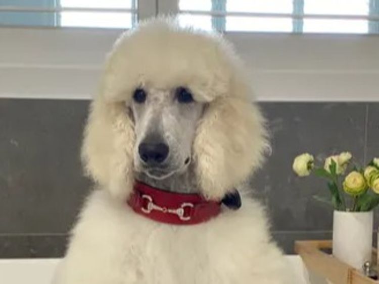 Avrilstoys Standard Poodles
