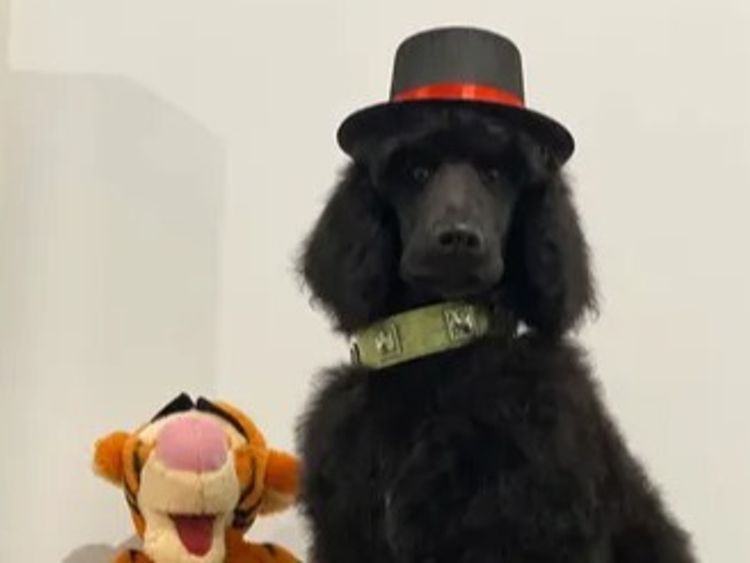 Avrilstoys Standard Poodles