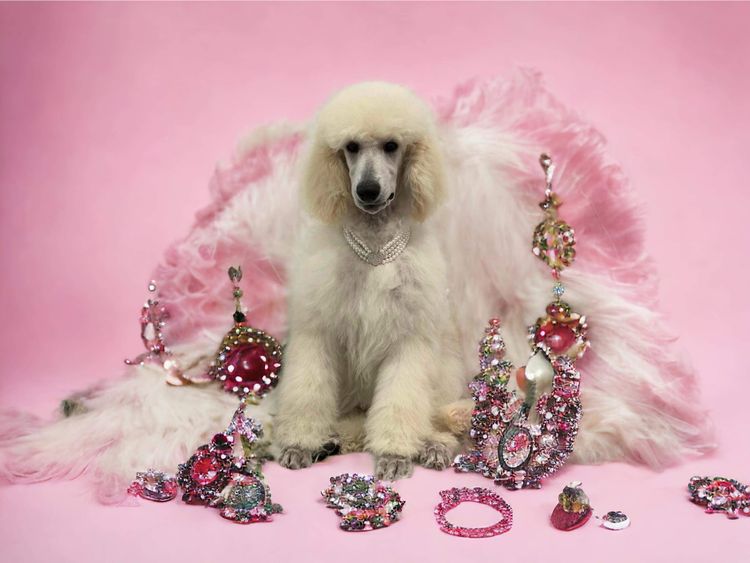Avrilstoys Standard Poodles