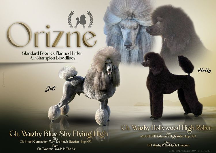 ORIZNE Standard Poodles