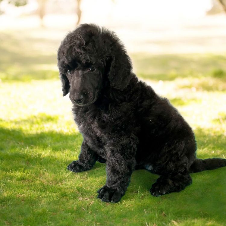 ORIZNE Standard Poodles