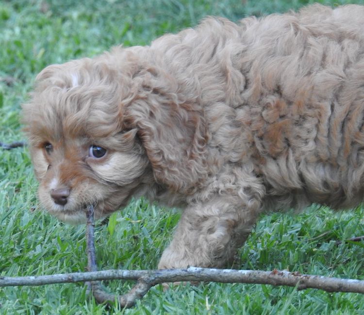 “We R Cavoodles R Us” Cavoodles