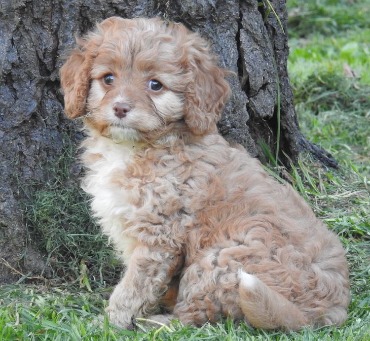 “We R Cavoodles R Us” Cavoodles