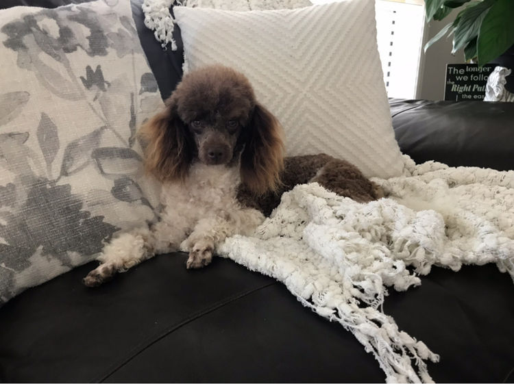 Loyal Pride Toy Poodles