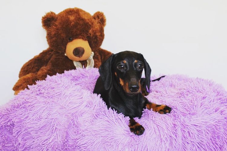 Lotzalove Dachshunds