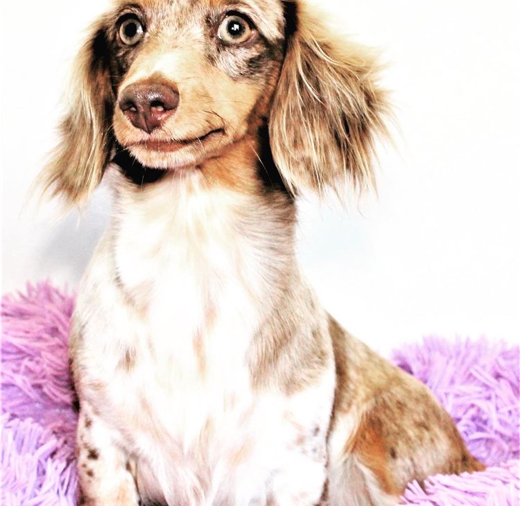 Lotzalove Dachshunds