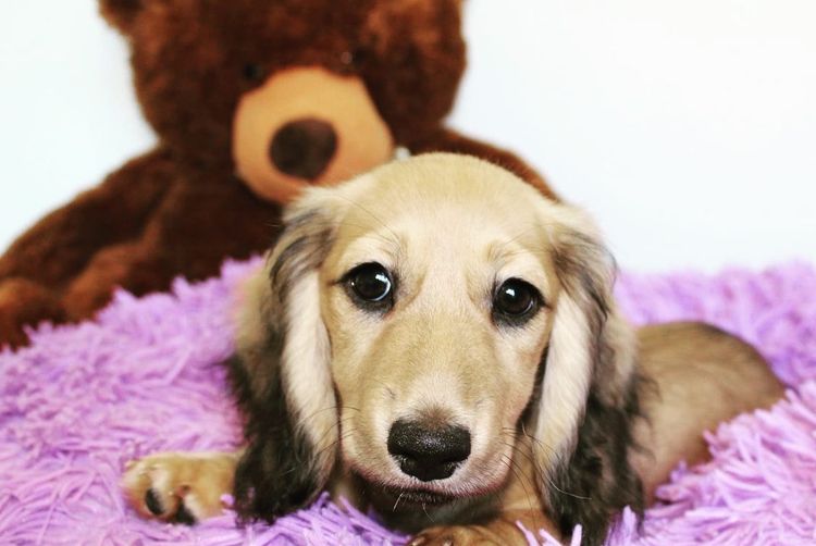 Lotzalove Dachshunds