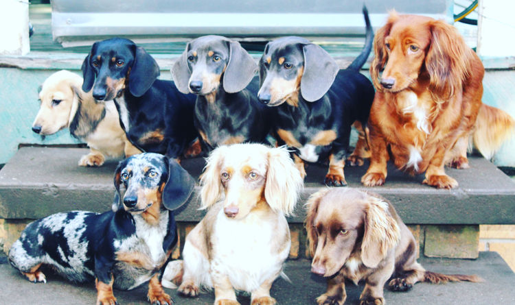 Lotzalove Dachshunds