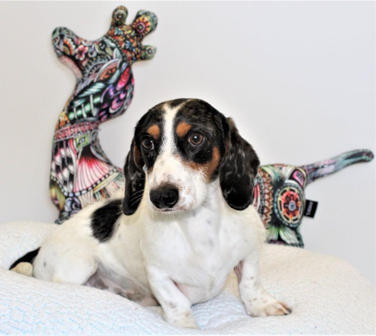 Lotzalove Dachshunds